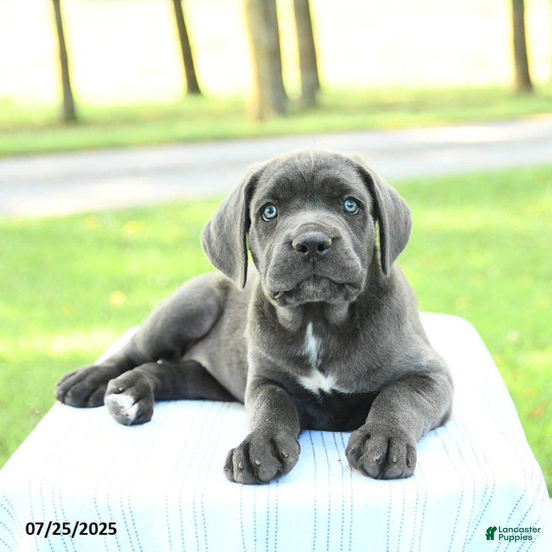 Cane Corso dogs for sale: Darcy - Image 5