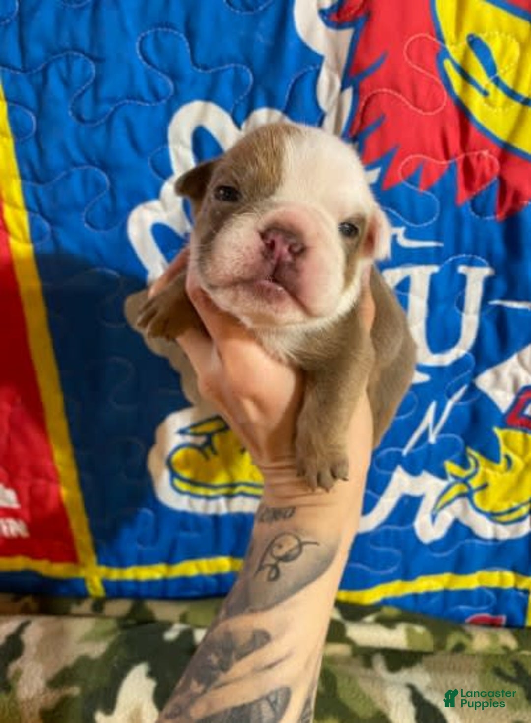 American Bulldog dogs for sale: Lumber Jack - Image 4