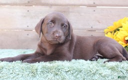 Labrador Retriever dogs for sale: Bonnie - Image 6