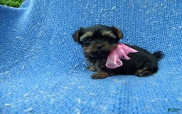Yorkshire Terrier dogs for sale: Rocky - Image 1
