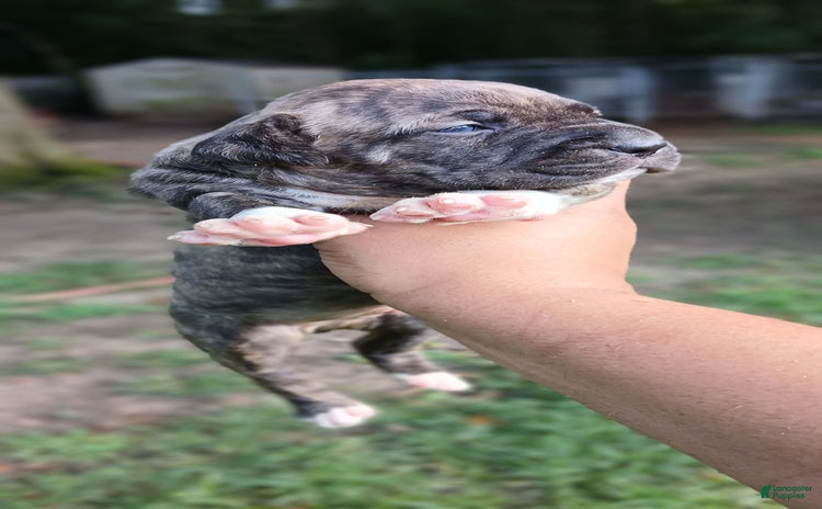 American Pit Bull Terrier dogs for sale - Ad 2