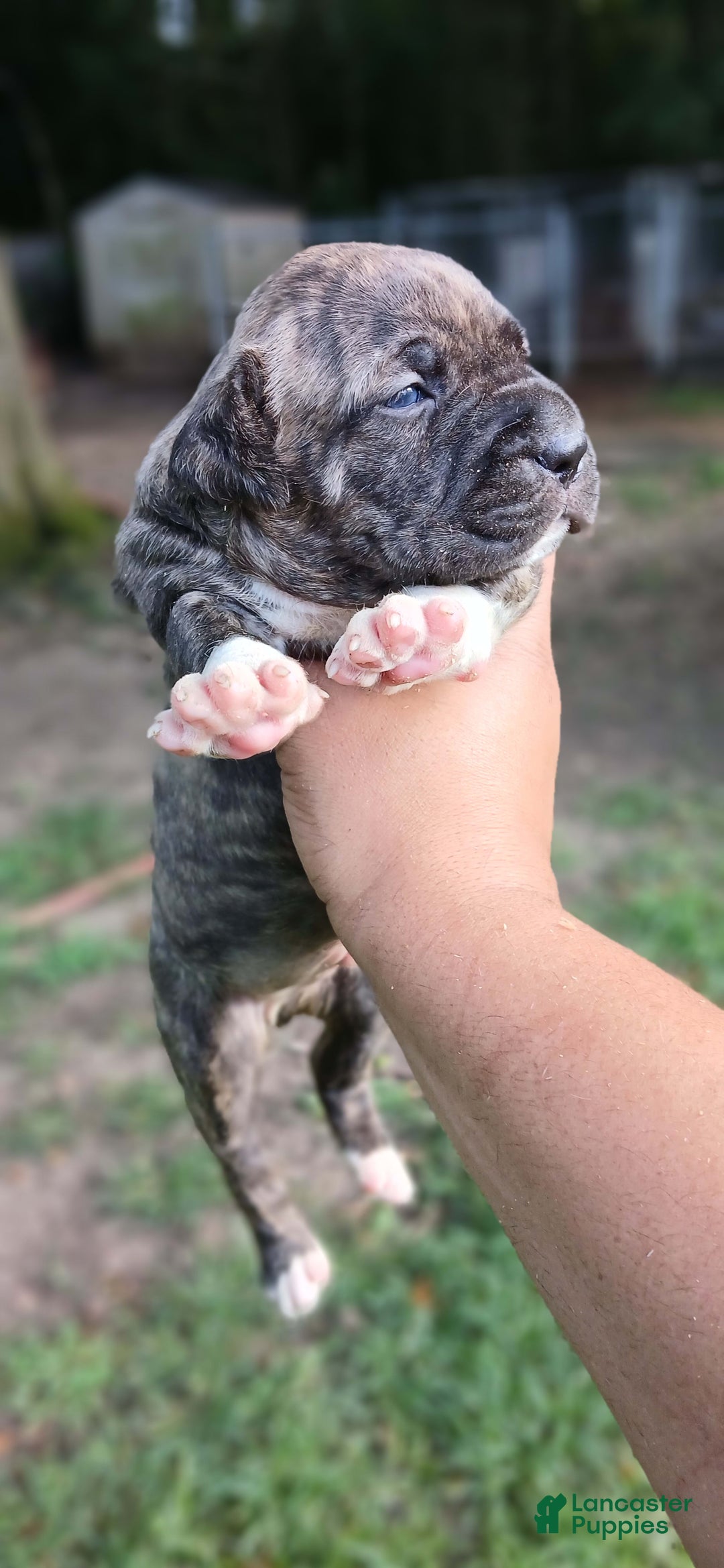 American Pit Bull Terrier dogs for sale: Guage - Image 1