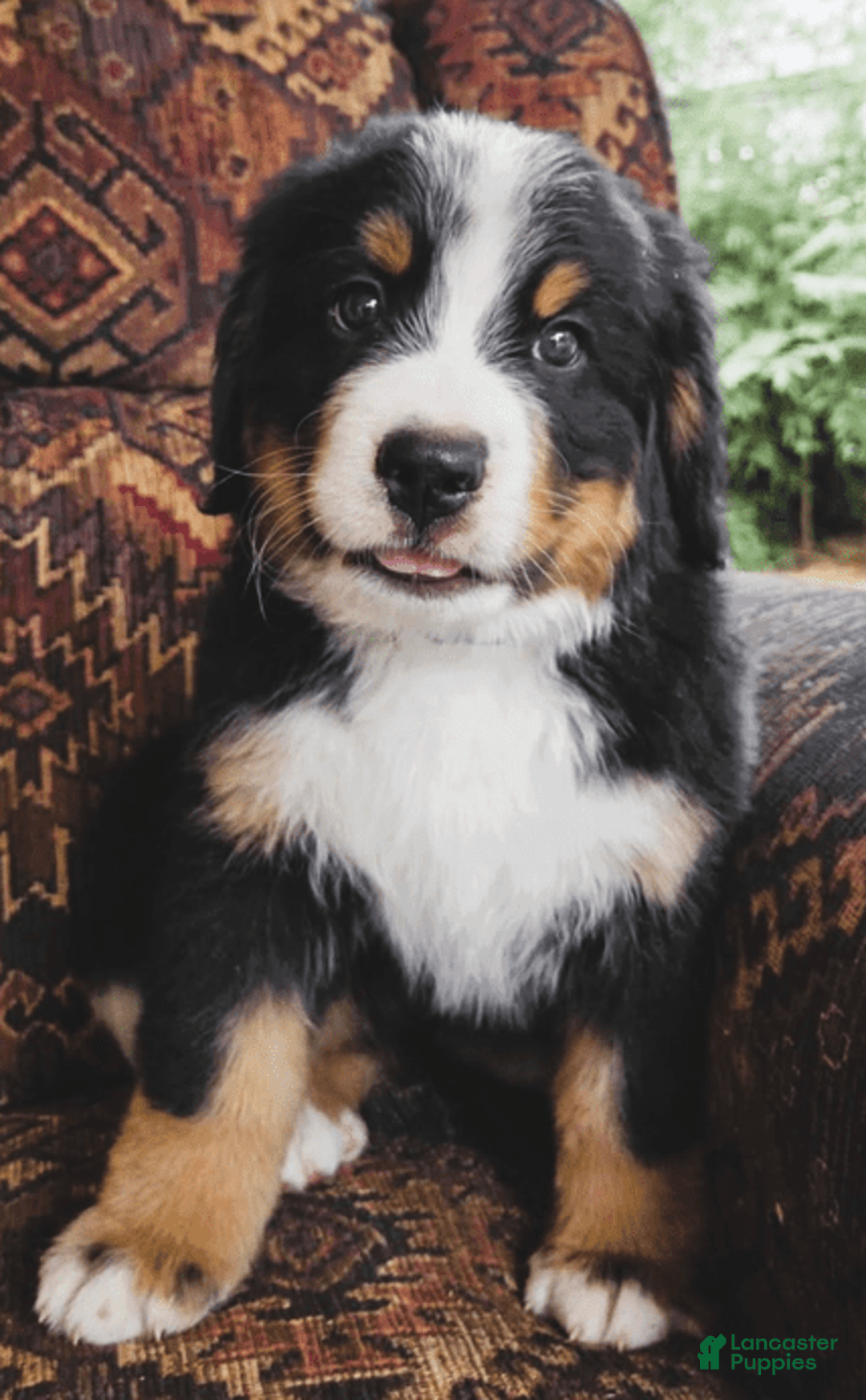 Bernese Mountain Dog dogs for sale: Winter - Image 3