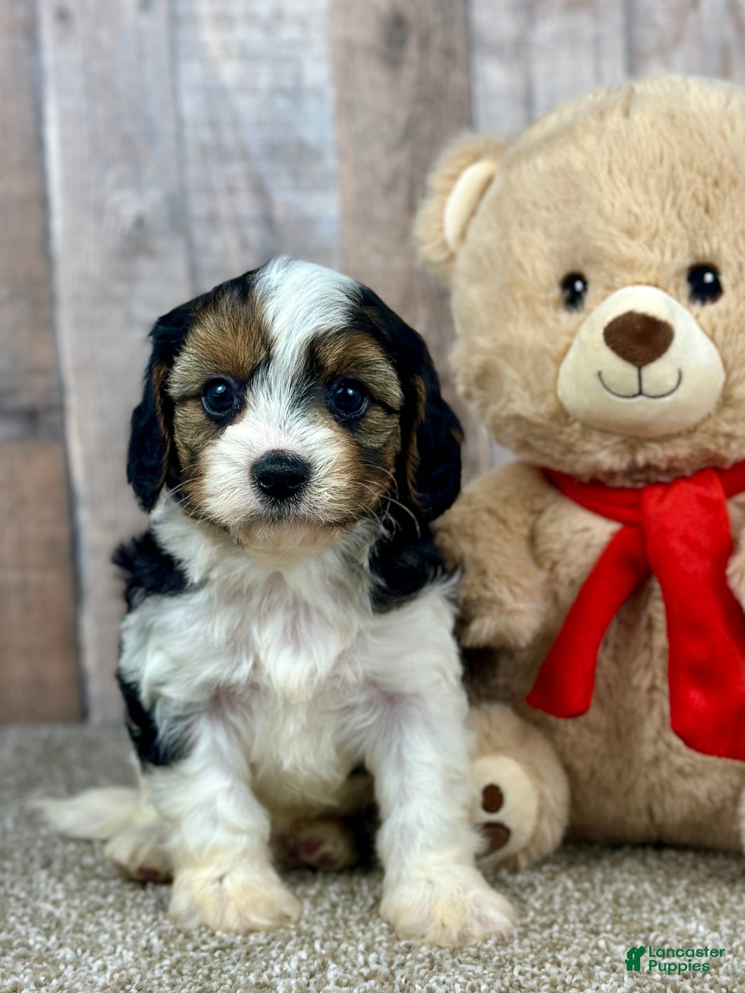 Cavapoo dogs for sale: Baxter - Image 8