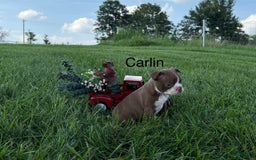 Frenchton dogs for sale: Carlin - Image 1