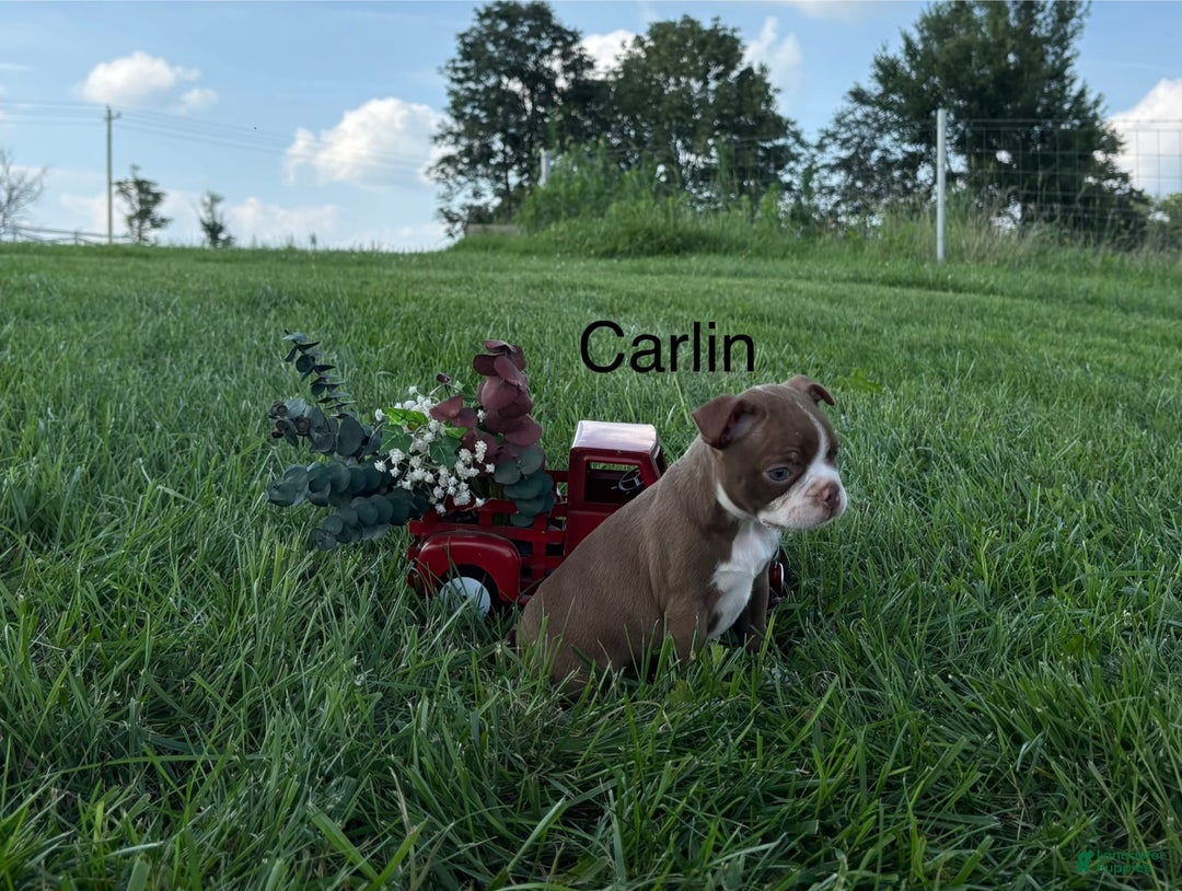 Frenchton dogs for sale: Carlin - Image 1