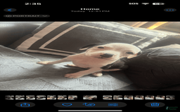 American Bully dogs for sale: Beauty - Image 5