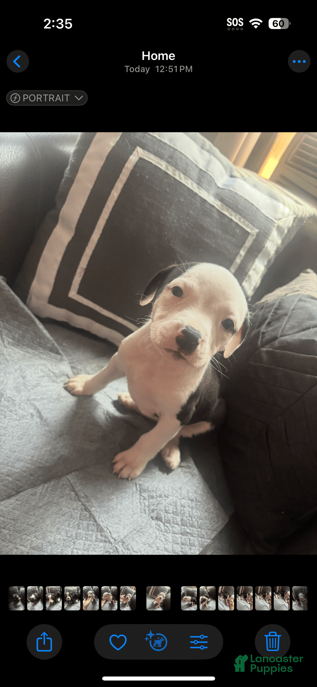 American Bully dogs for sale: Beauty - Image 5