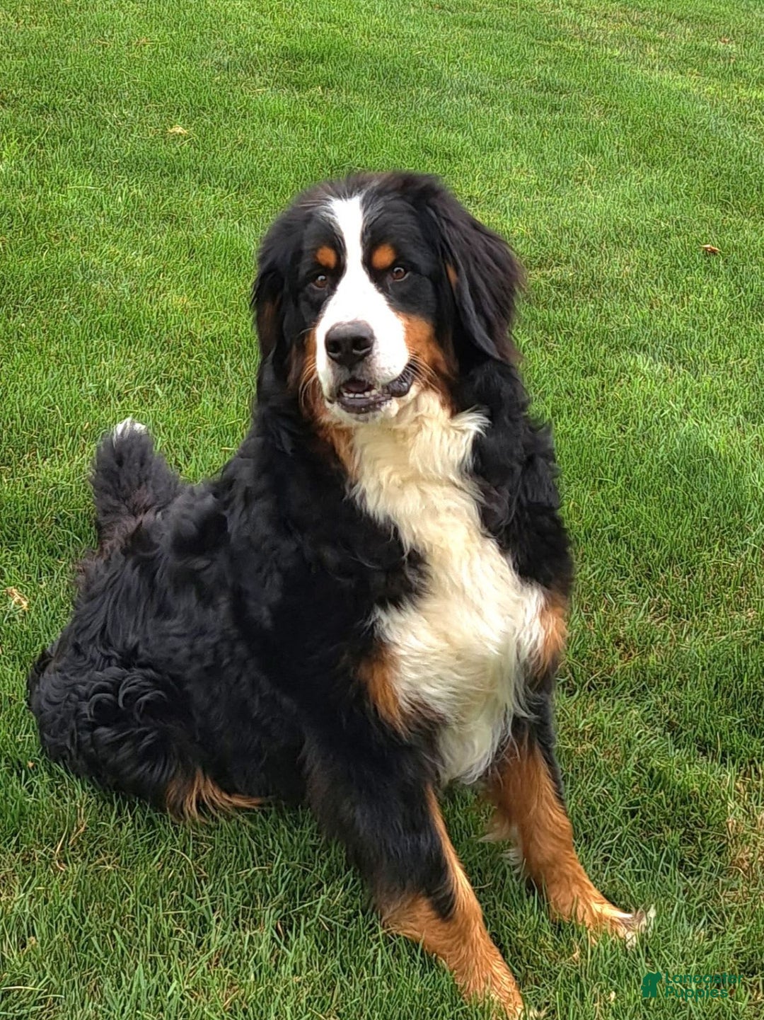 Bernese Mountain Dog dogs for sale: Ivy - Image 17