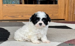 Havanese dogs for sale: Nathan - Image 4