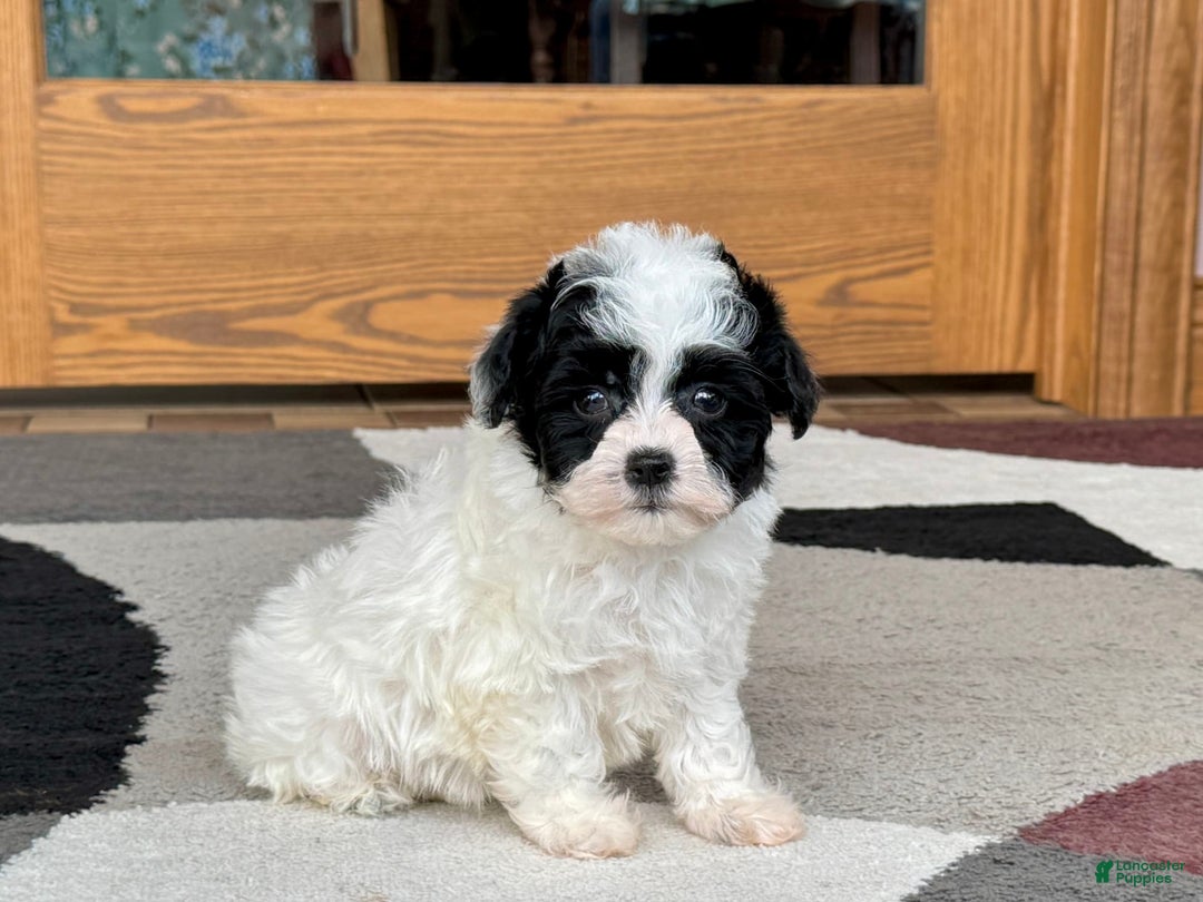 Havanese dogs for sale: Nathan - Image 4
