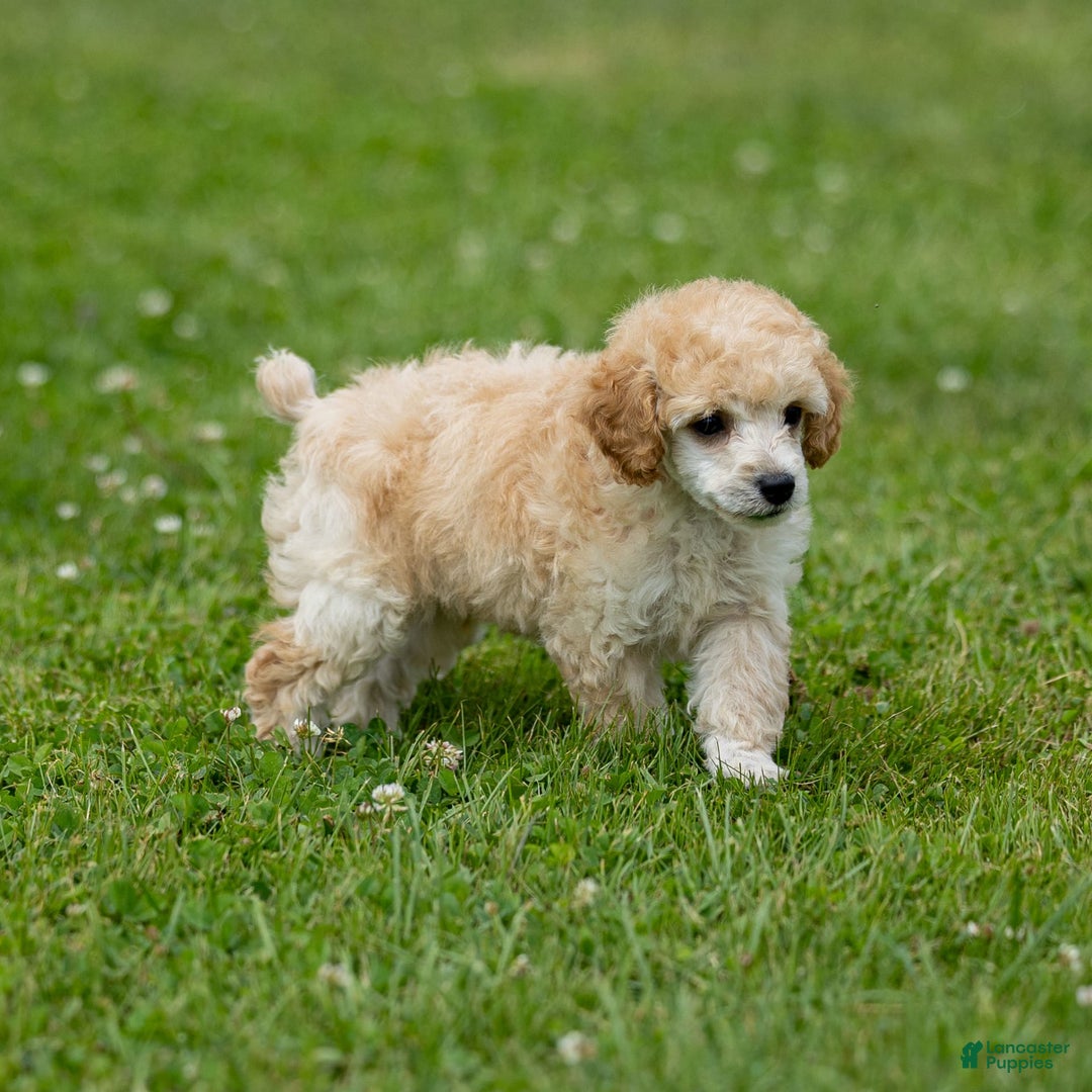 Toy Poodle dogs for sale: Ollie - Image 2