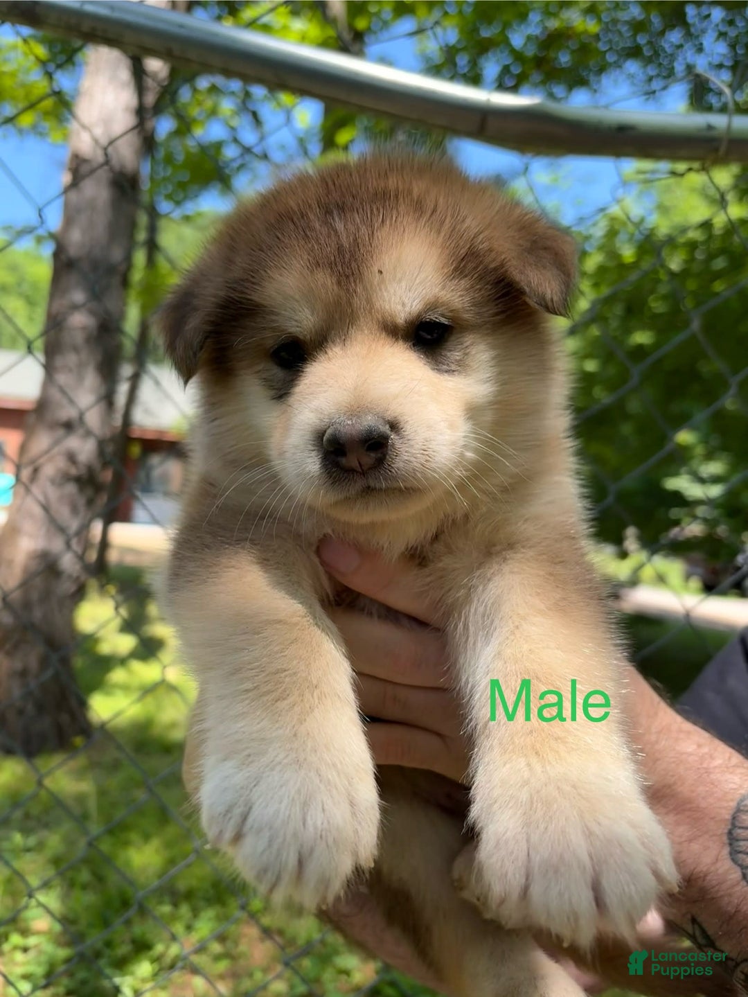 Alaskan Malamute dogs for sale: Maxine Puppies - Image 2