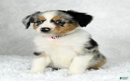 Miniature Australian Shepherd dogs for sale: Chloe - Image 6