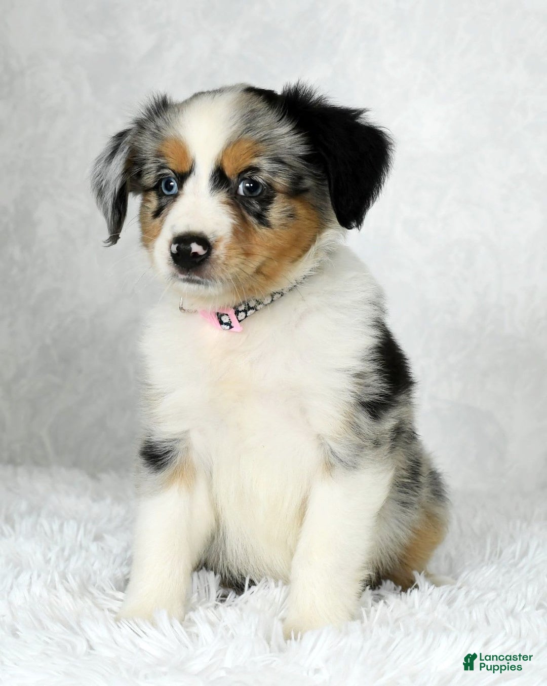 Miniature Australian Shepherd dogs for sale: Chloe - Image 6
