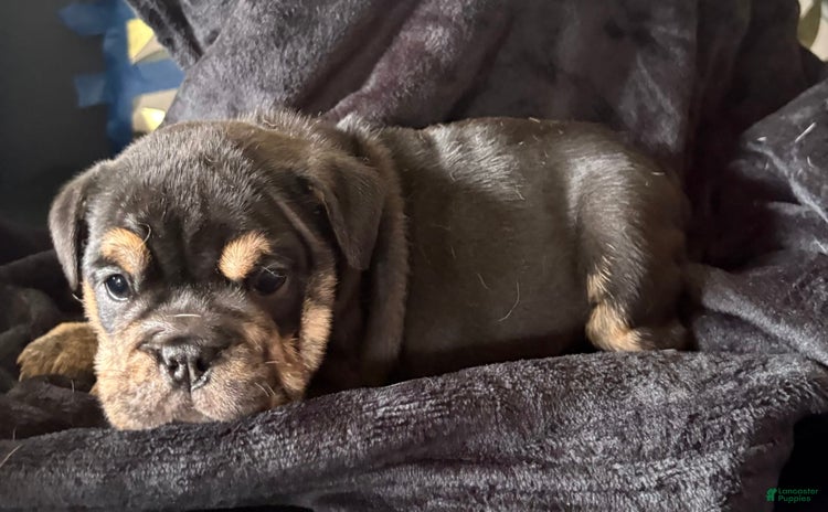 English Bulldog dogs for sale - Ad 2