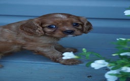 Cavalier King Charles Spaniel dogs for sale: Daisy - Image 4