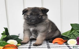 German Shepherd dogs for sale: Jackson - Image 4