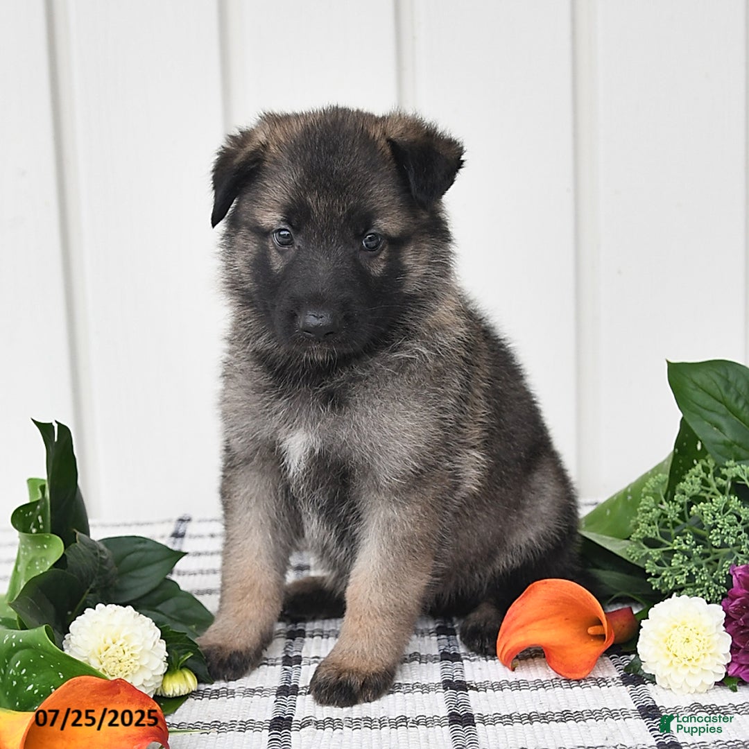 German Shepherd dogs for sale: Jackson - Image 4