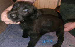 Belgian Malinois dogs for sale: Girl 4 - Image 1