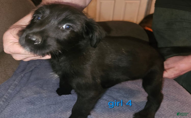 Belgian Malinois dogs for sale - Ad 1