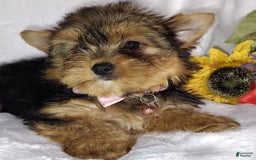 Yorkshire Terrier dogs for sale: Seraphina - Image 17
