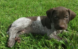 German Shorthaired Pointer dogs for sale: Marla - Image 3