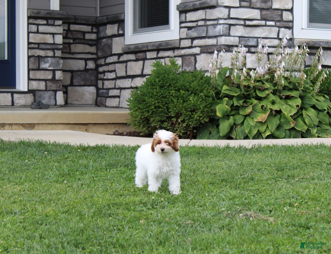 Miniature Poodle dogs for sale: Lily - Image 26