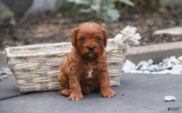 Cavalier King Charles Spaniel dogs for sale: Monty - Image 18
