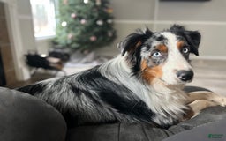 Australian Shepherd dogs for sale: Burrrito - Image 11