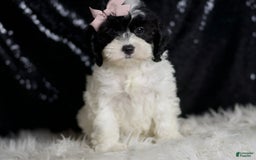 Cavapoo dogs for sale: Mindy - Image 7