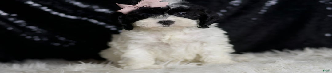 Mindy