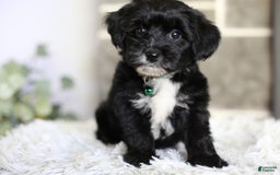 Yorkiepoo dogs for sale: Arrow - Image 6