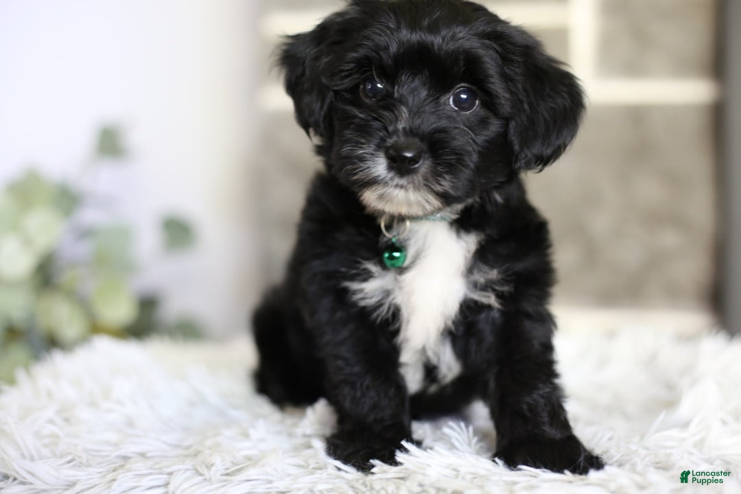 Yorkiepoo dogs for sale: Arrow - Image 6