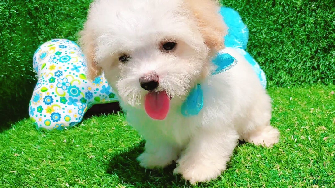 Maltipoo dogs for sale: Tiger - Image 11