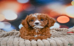 Cavapoo dogs for sale: Hank - Image 7