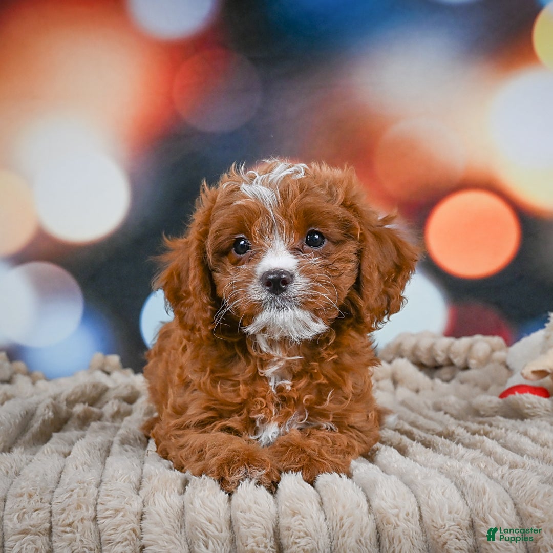 Cavapoo dogs for sale: Hank - Image 7