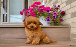 Maltipoo dogs for sale: Gorgeous - Image 13