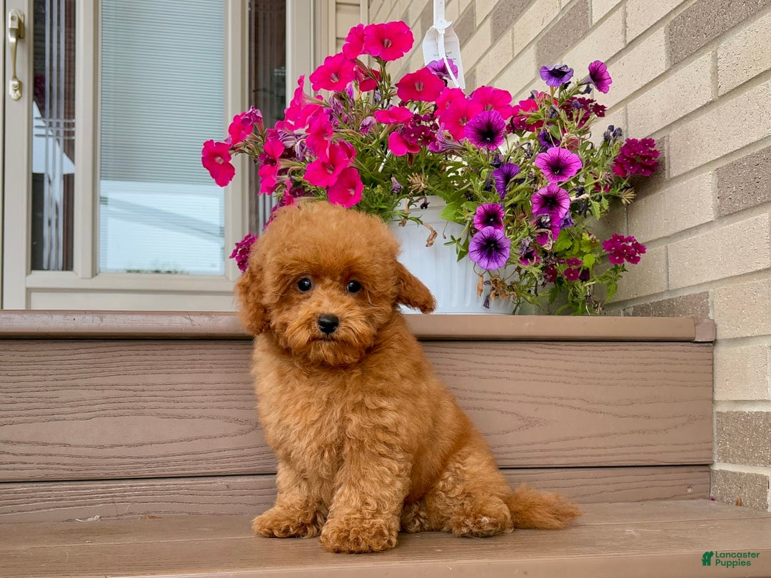 Maltipoo dogs for sale: Gorgeous - Image 13