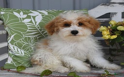 Lhasapoo dogs for sale: Cobi - Image 3