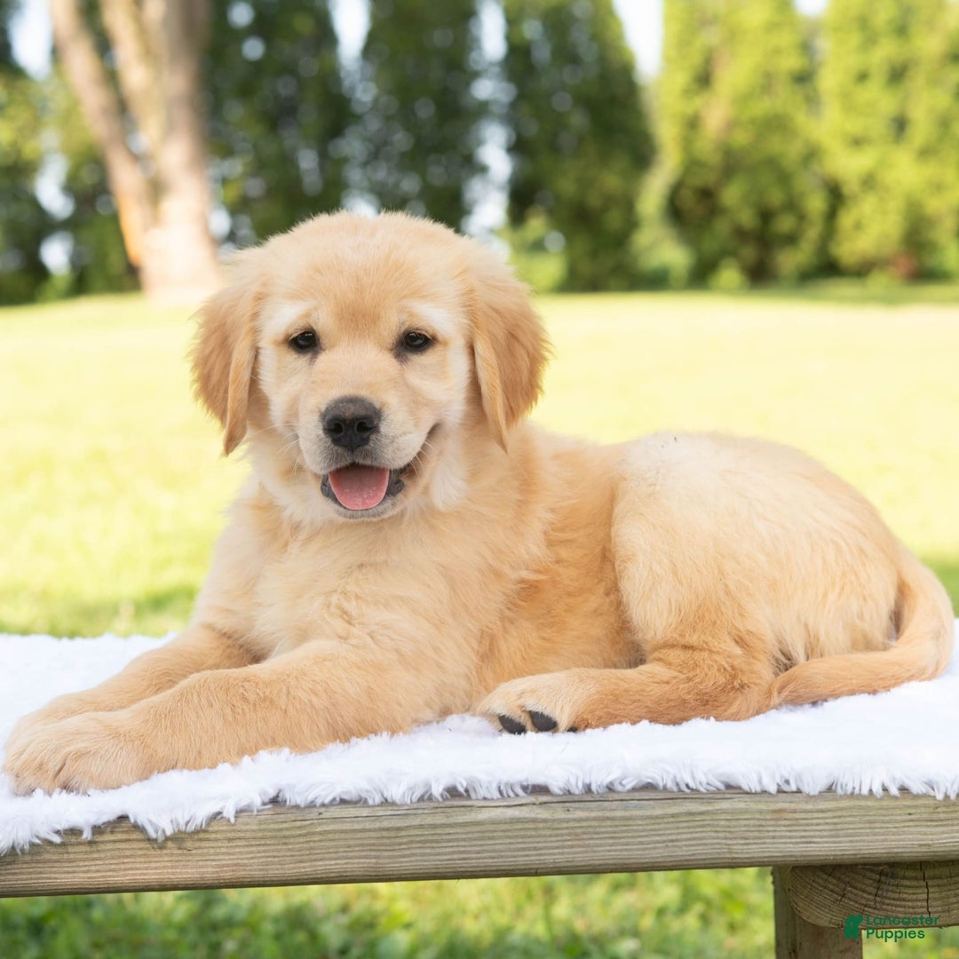 Golden Retriever dogs for sale: Hazel - Image 6