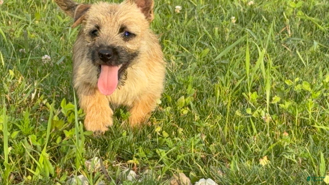 Cairn Terrier dogs for sale: Carol - Image 1