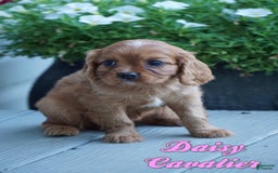 Cavalier King Charles Spaniel dogs for sale: Daisy - Image 1