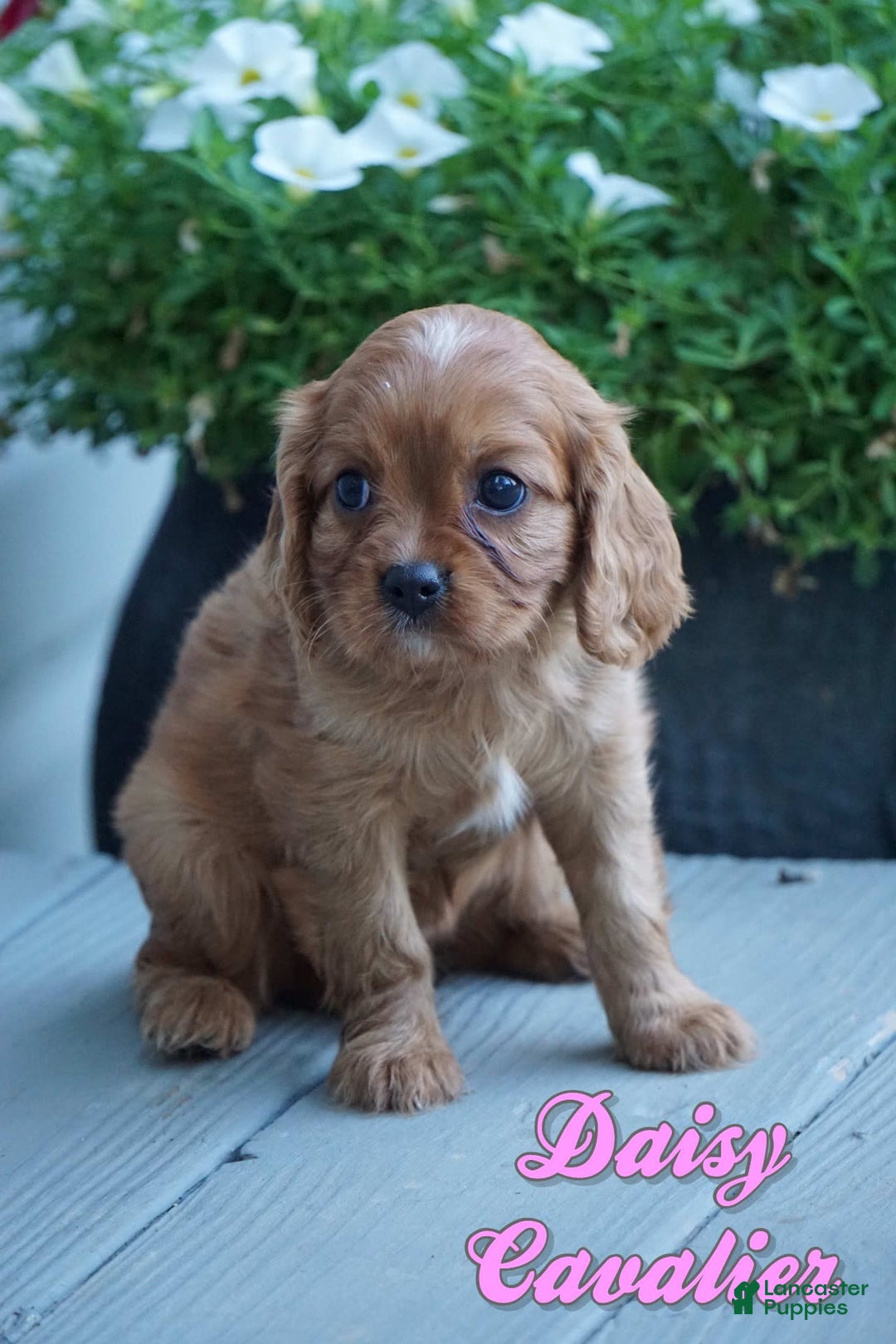 Cavalier King Charles Spaniel dogs for sale: Daisy - Image 1