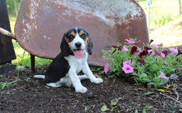 Beagle dogs for sale: Ria - Image 4