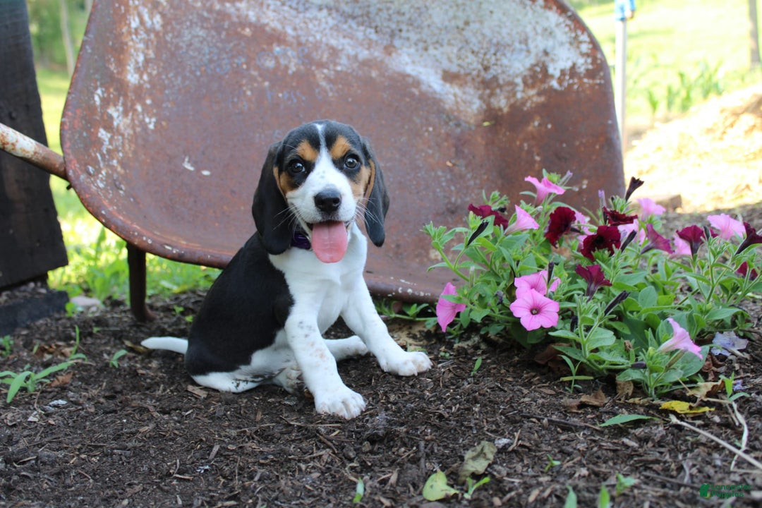 Beagle dogs for sale: Ria - Image 4