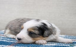 Mini Bernedoodle dogs for sale: Luke - Image 27
