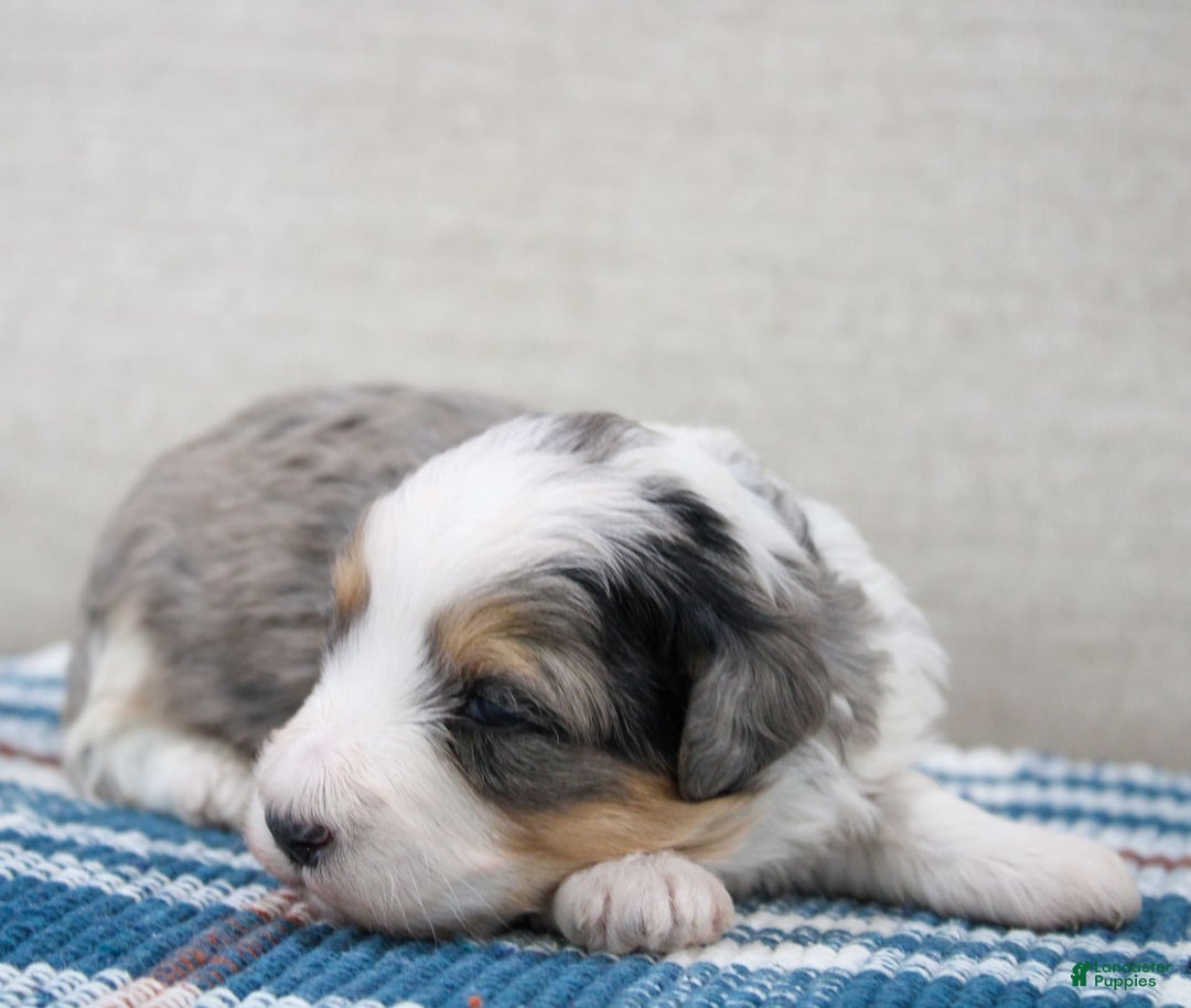 Mini Bernedoodle dogs for sale: Luke - Image 27