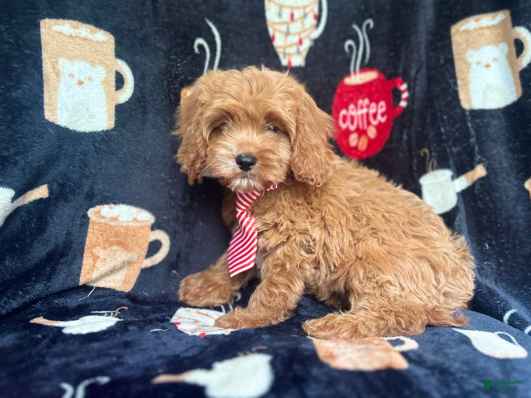 Cavapoo dogs for sale: Ringo - Image 2