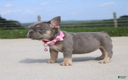 French Bulldog dogs for sale: French Bulldog 6 puppies - Image 5